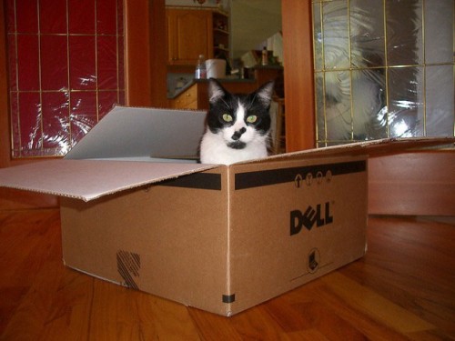 кот в коробке Dell